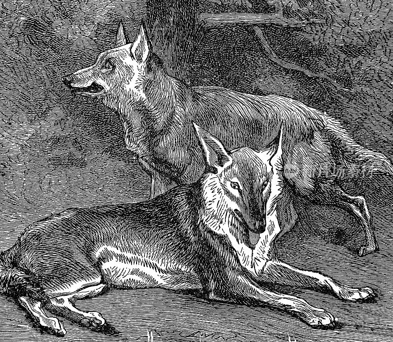 西北狼(Canis Lupus Occidentalis) - 19世纪